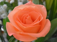 Orange rose