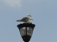 Seagull camaraderie